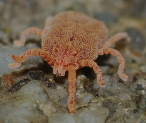 Calyptostomatidae: cfr Calyptostoma sp. - Arcavacata (CS)